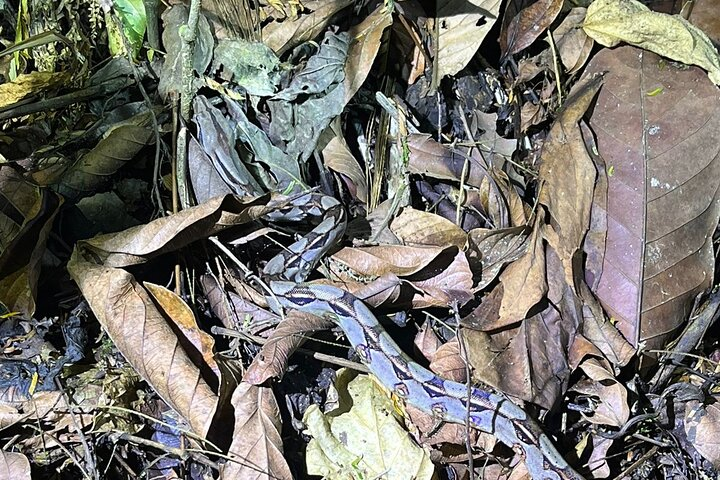 Arenal Night Walk - Snakes, Frogs & Wildlife - Photo 1 of 8